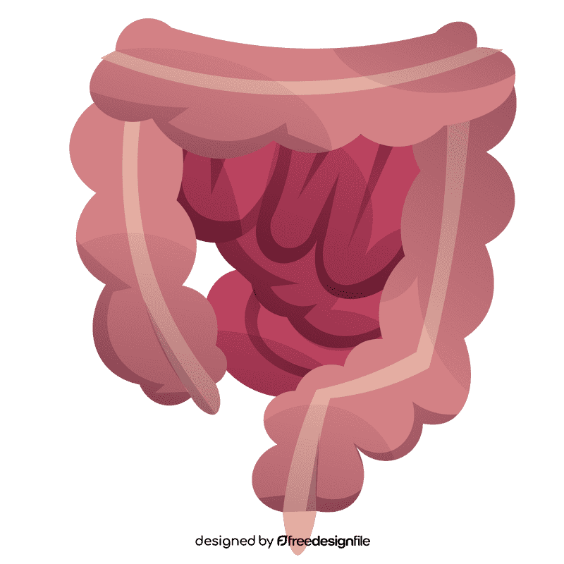 Intestines clipart