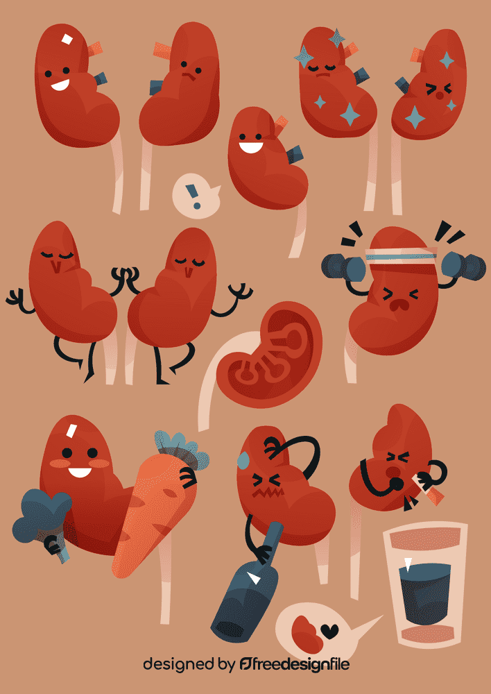 Kidneys vector