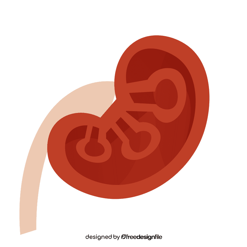 Kidneys cut clipart