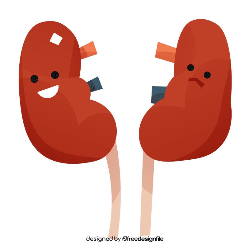 Kidneys clipart