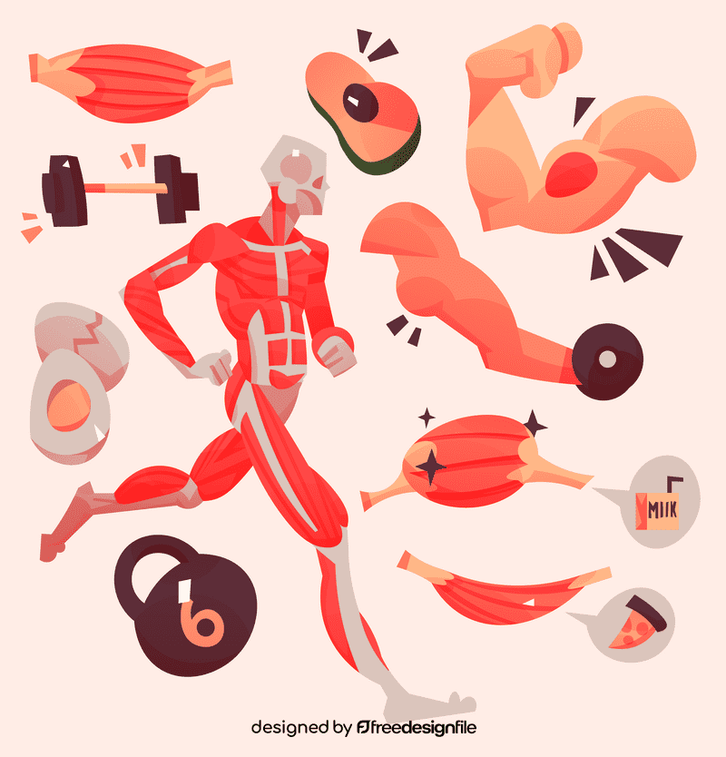 Muscles vector