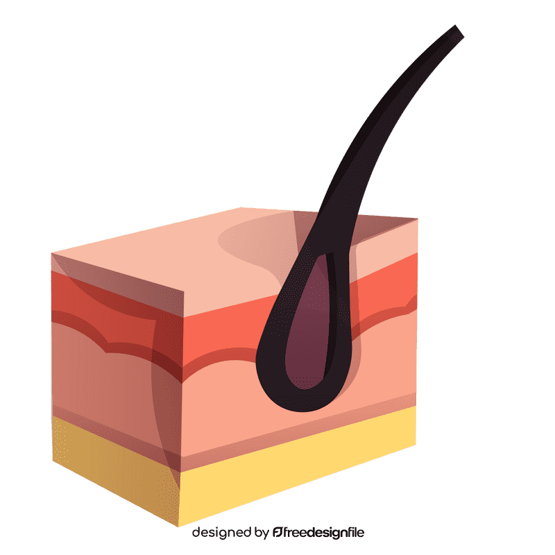 Skin hair clipart