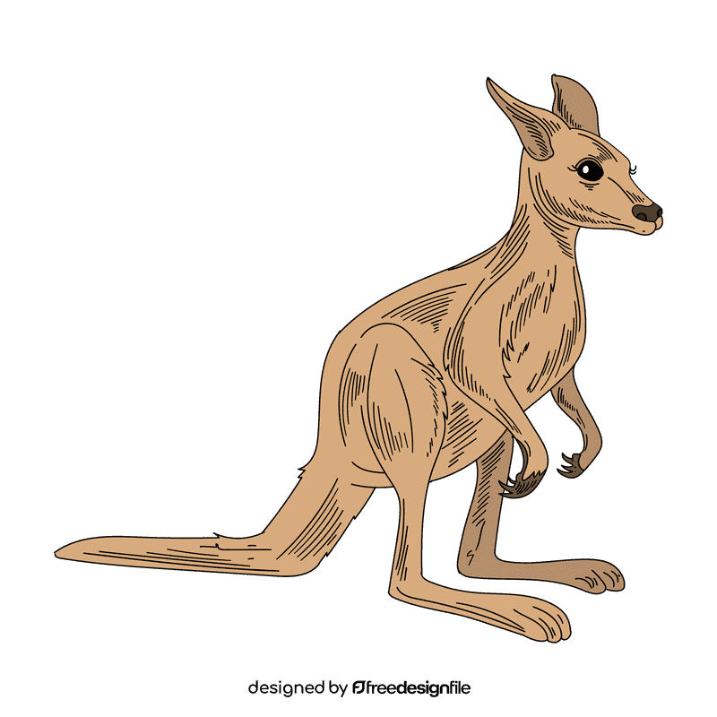 Kangaroo clipart