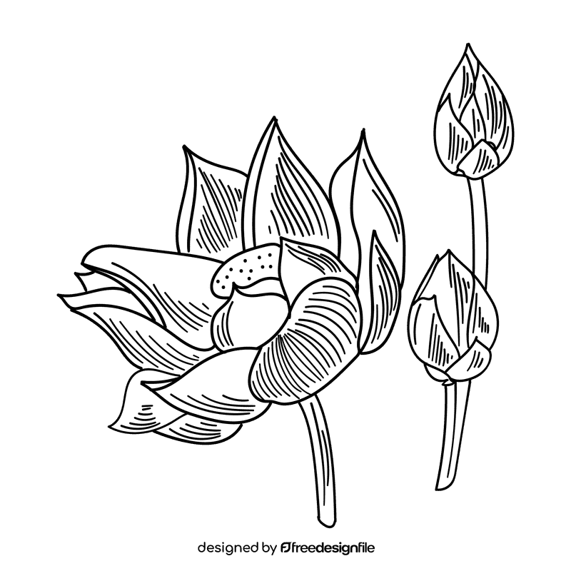 Lotus black and white clipart