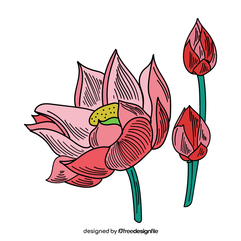 Lotus clipart