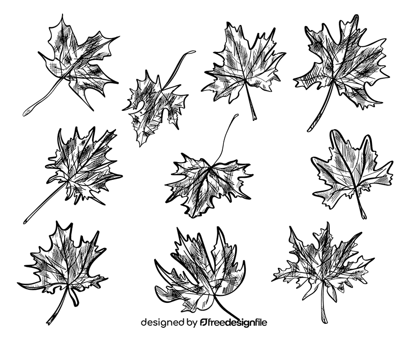 Maple leaf black and white vector