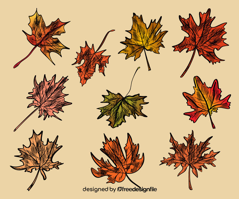 Maple leaf vector