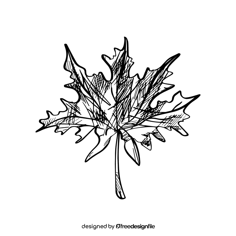 Maple leaf black and white clipart