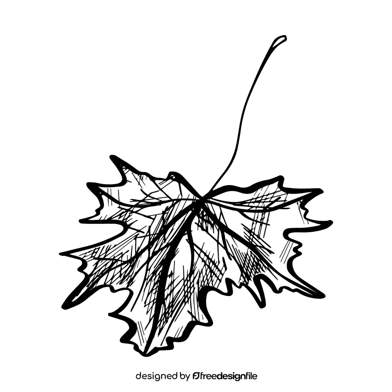 Maple leaf black and white clipart