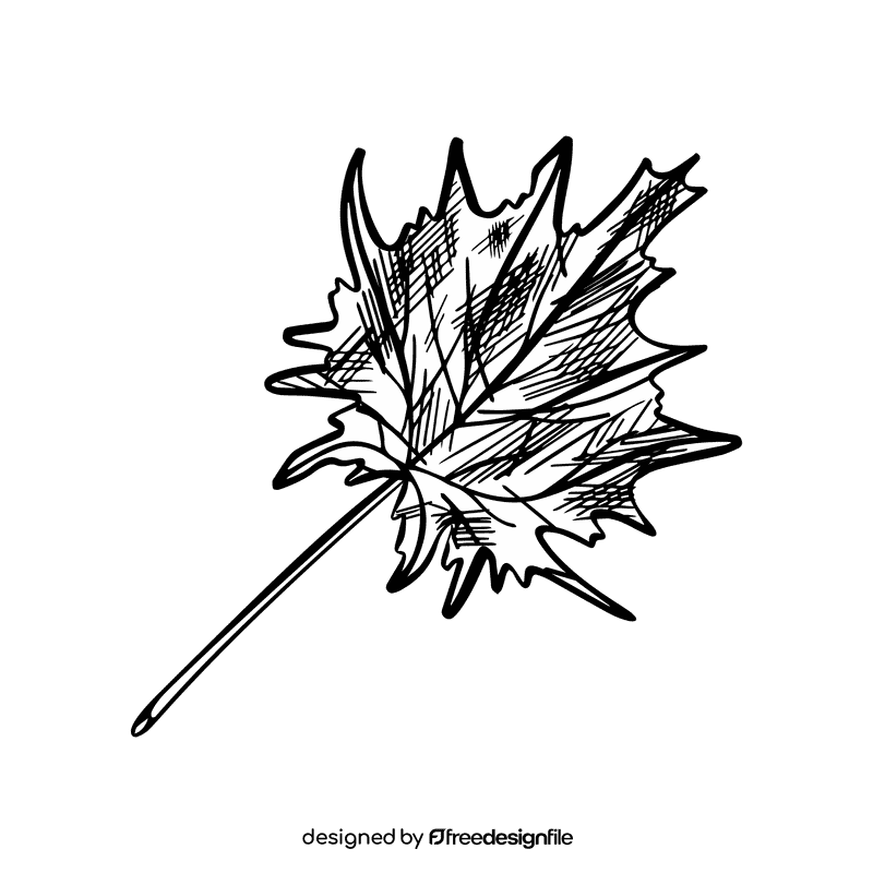 Maple leaf black and white clipart