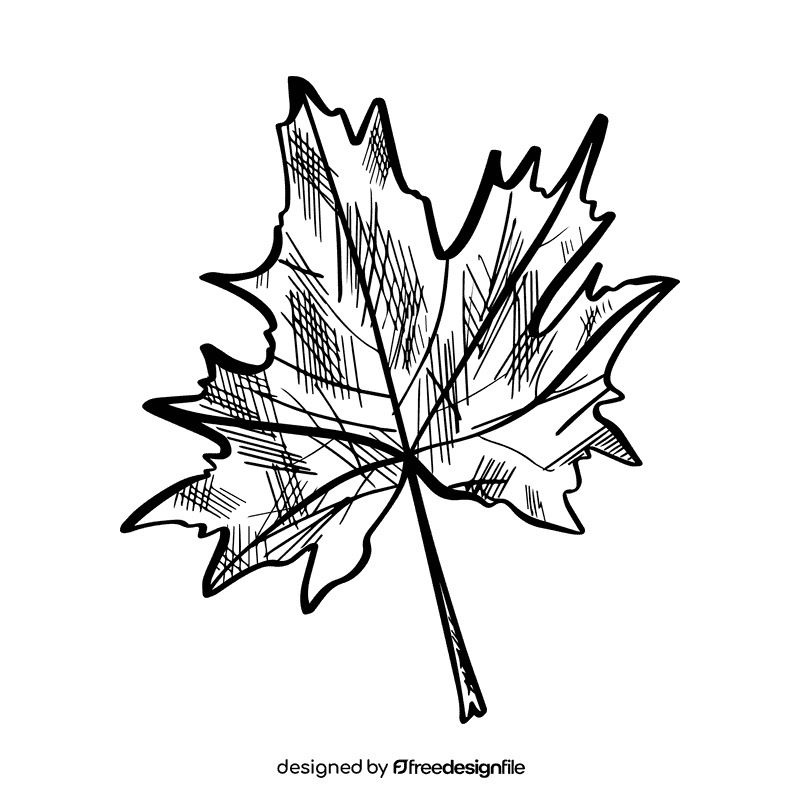 Maple leaf black and white clipart