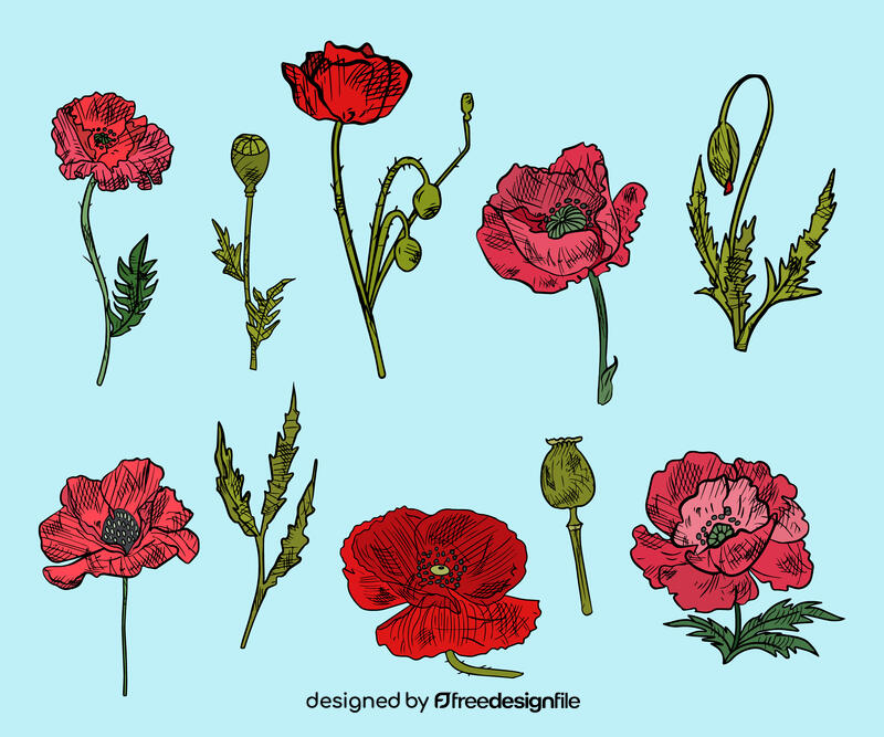 Poppies vector