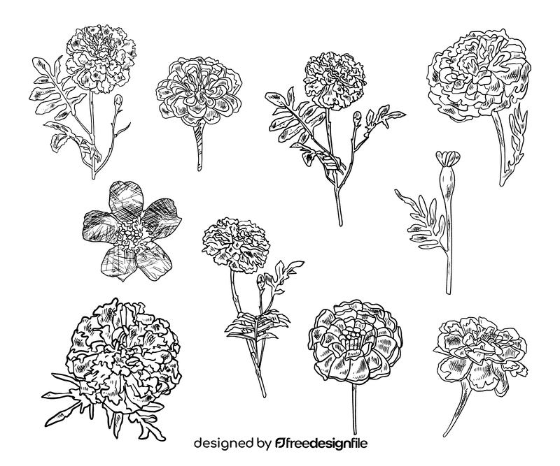 Marigold black and white vector