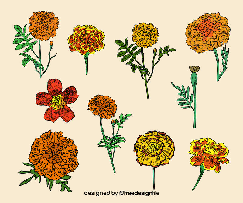 Marigold vector