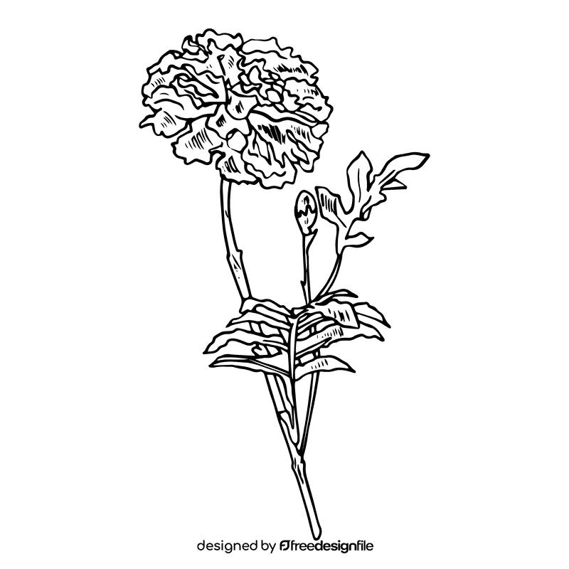 Marigold black and white clipart