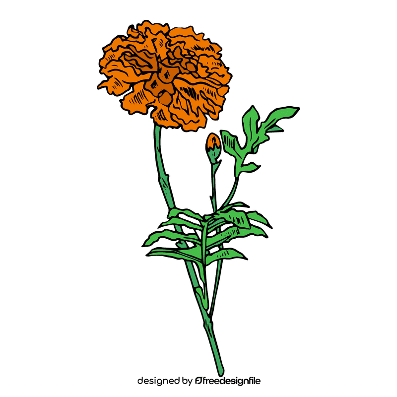 Marigold clipart