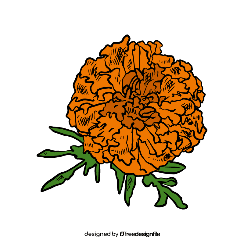 Marigold clipart