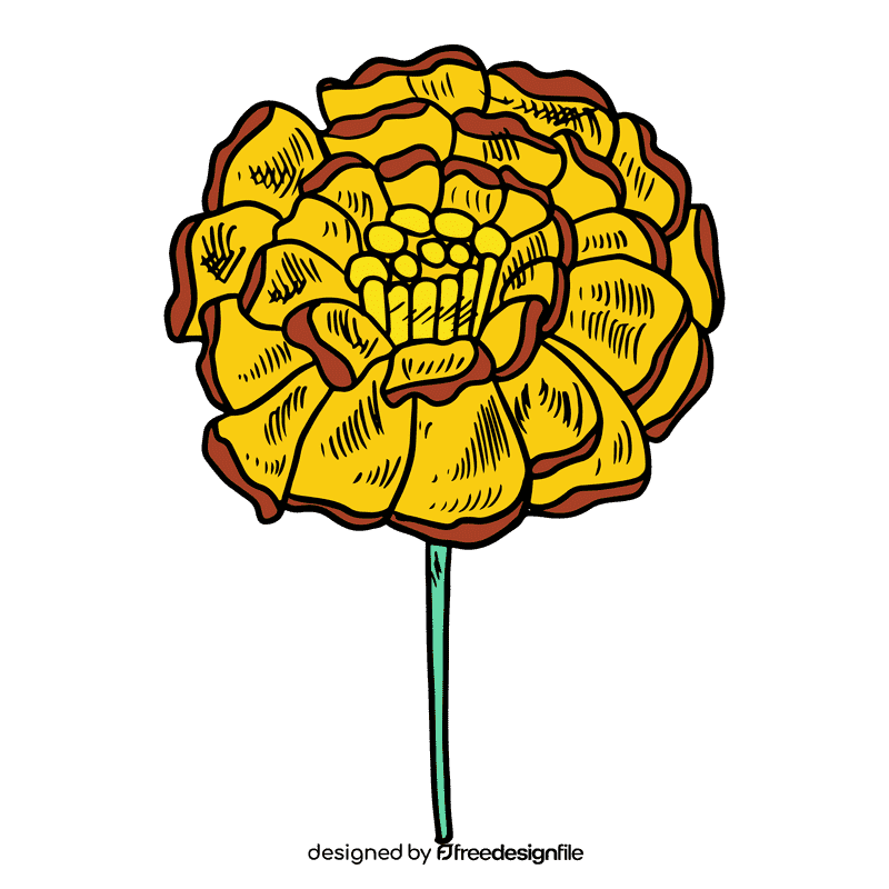 Marigold clipart