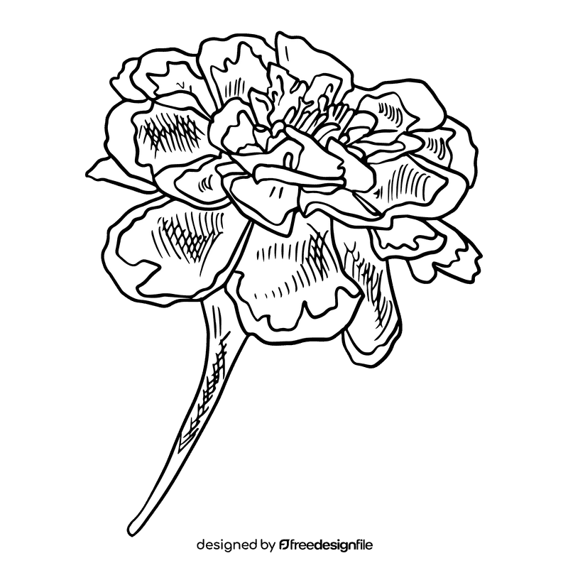 Marigold black and white clipart