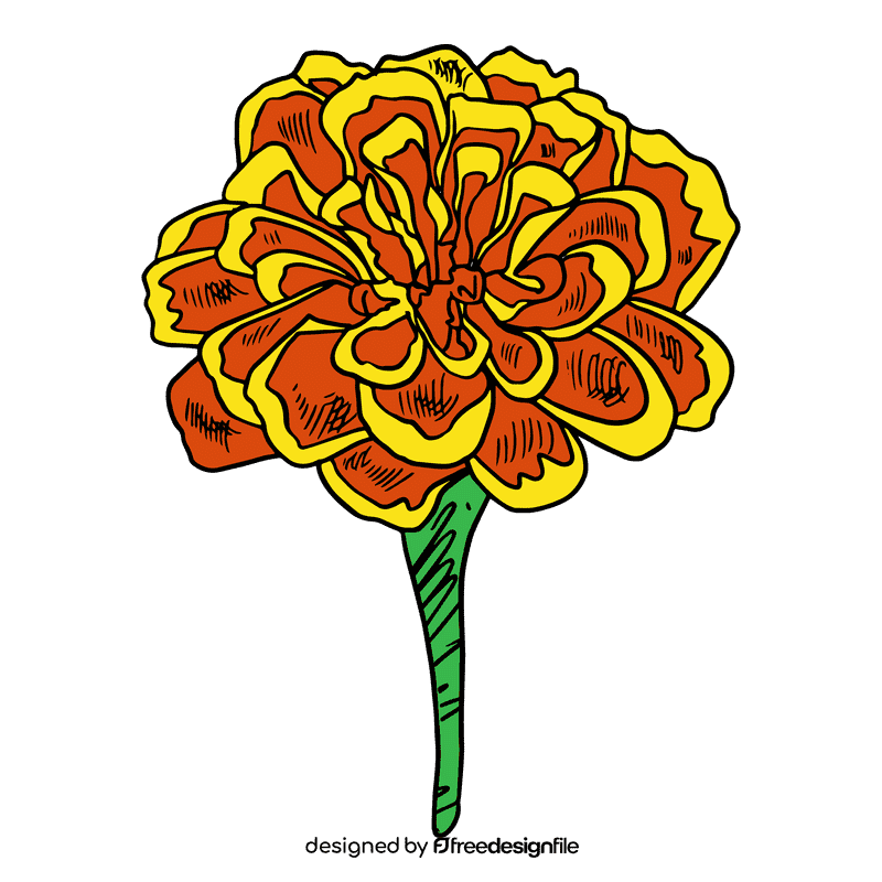 Marigold clipart