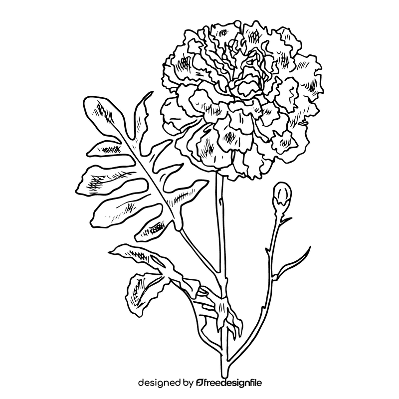 Marigold black and white clipart