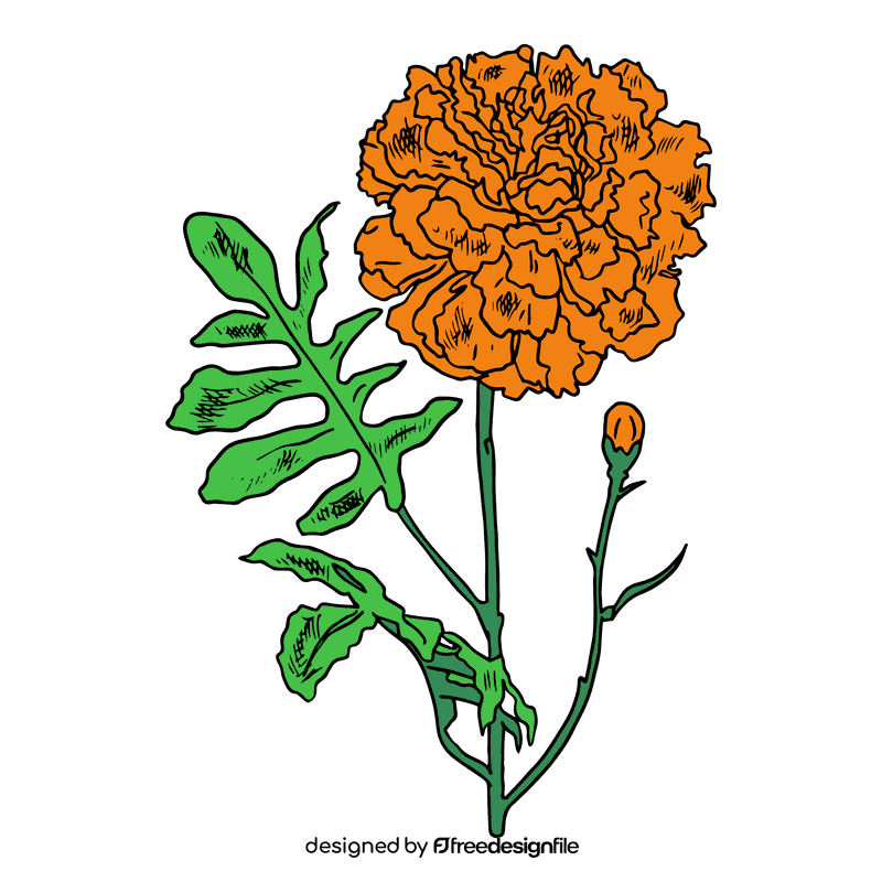 Marigold clipart
