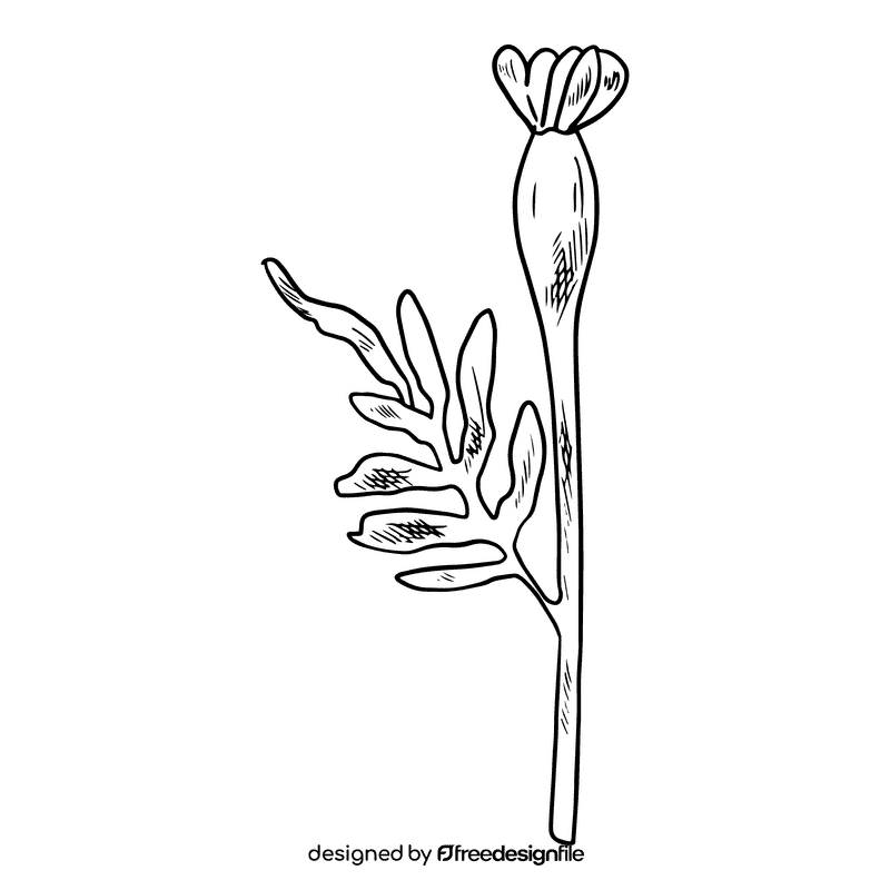 Marigold black and white clipart