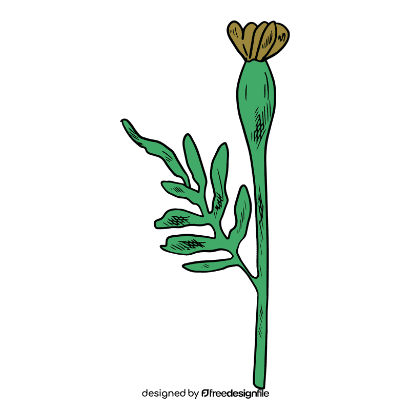 Marigold clipart