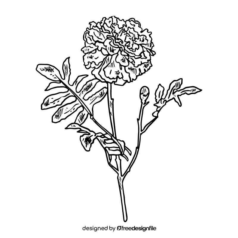 Marigold black and white clipart