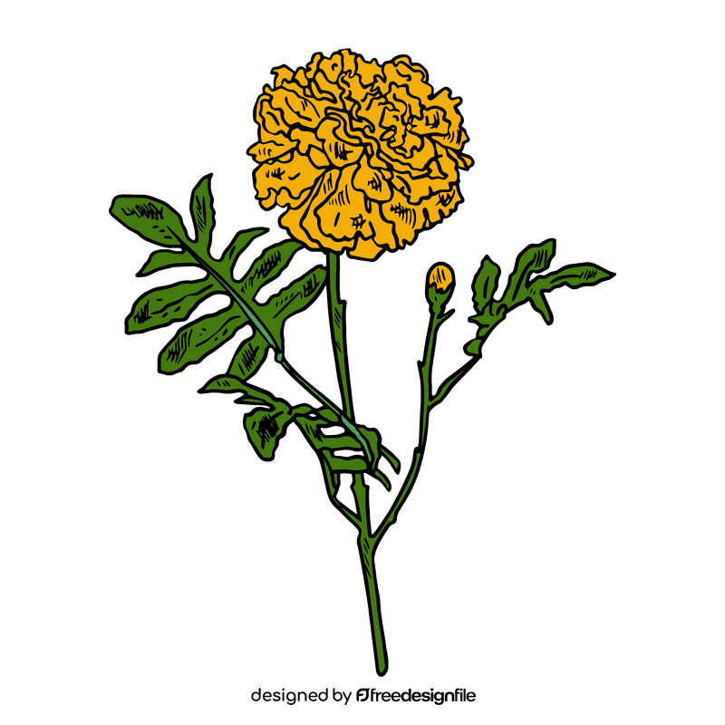 Marigold clipart