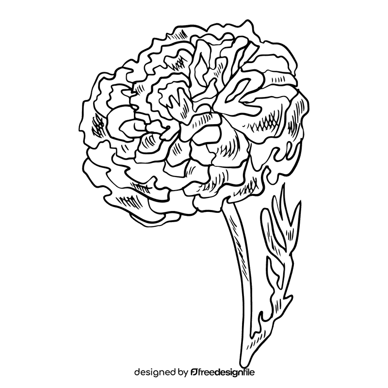 Marigold black and white clipart