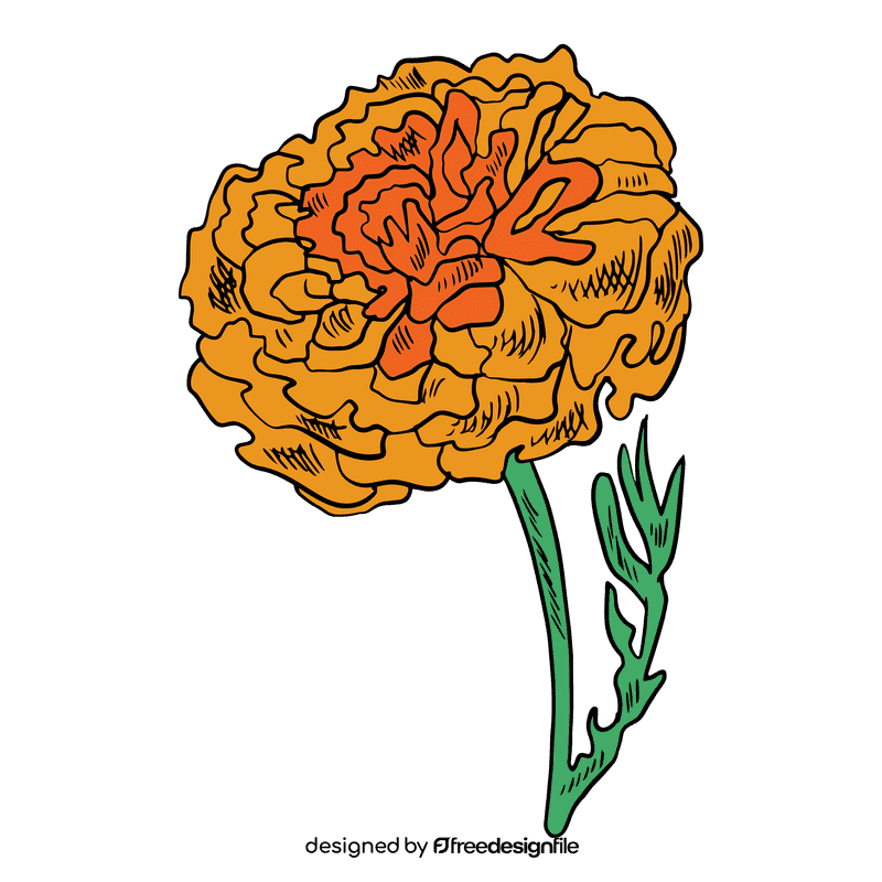 Marigold clipart