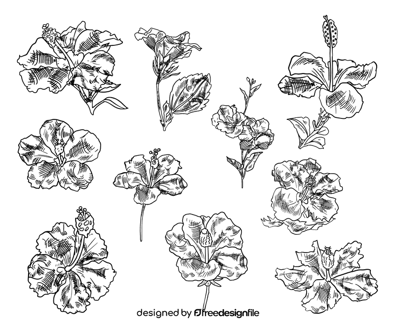 Hibiscus black and white vector
