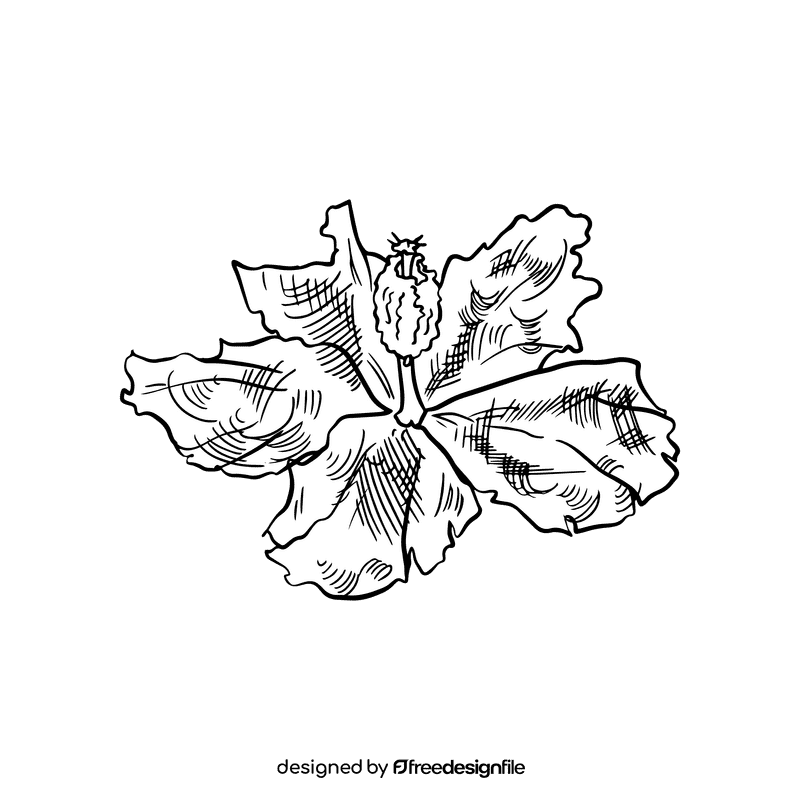 Hibiscus black and white clipart