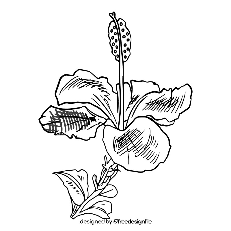 Hibiscus black and white clipart