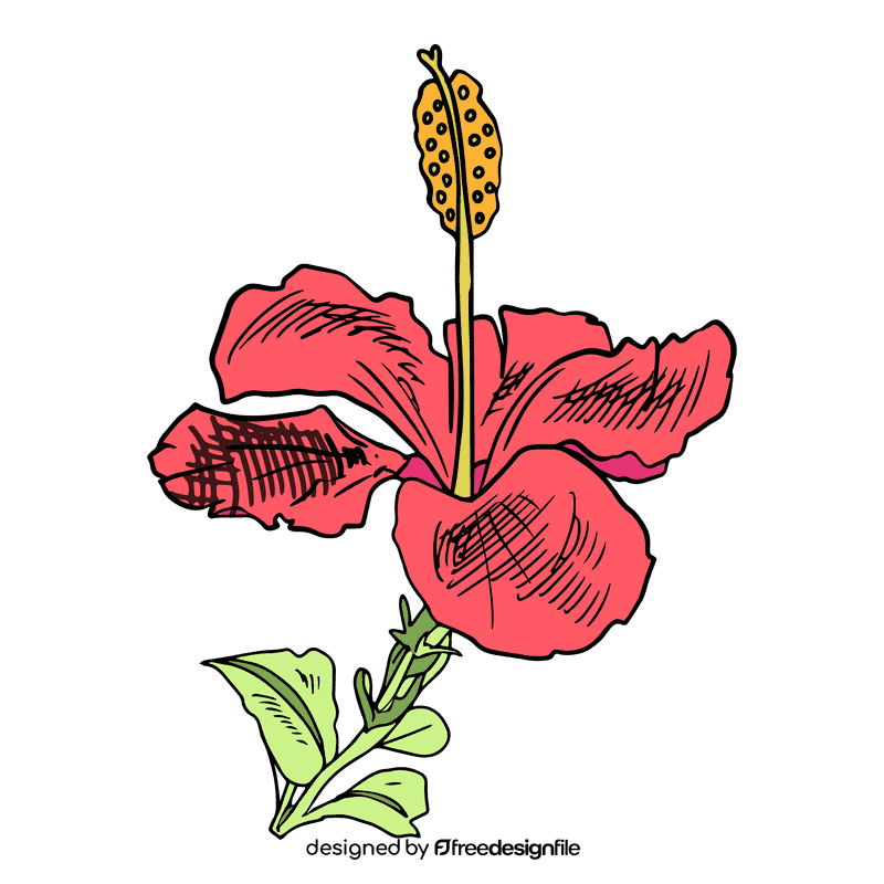 Hibiscus clipart