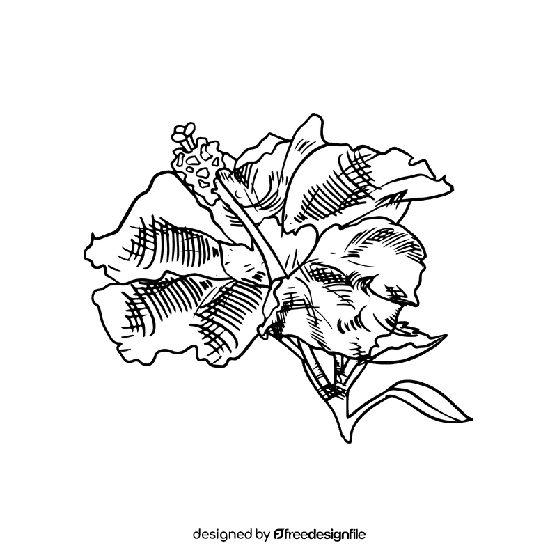 Hibiscus black and white clipart