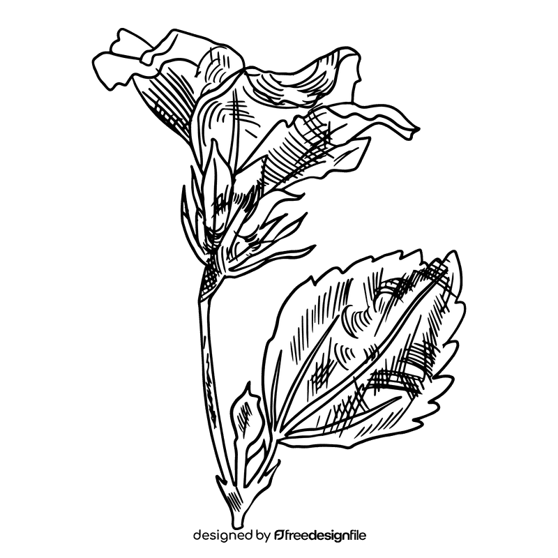 Hibiscus black and white clipart