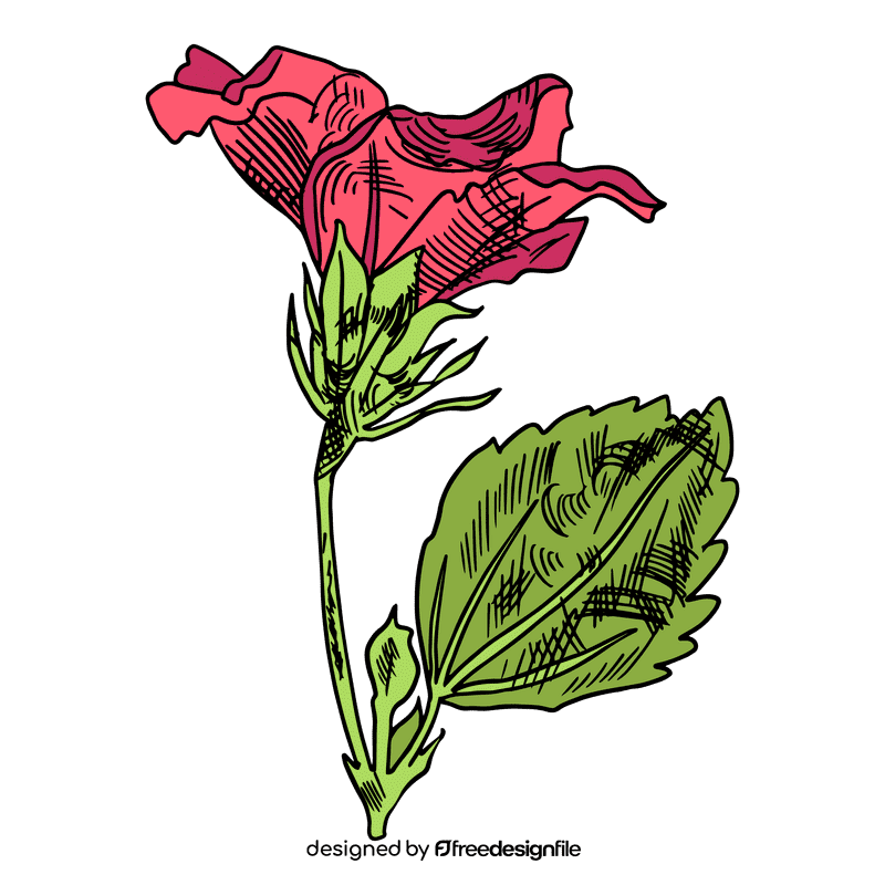 Hibiscus clipart