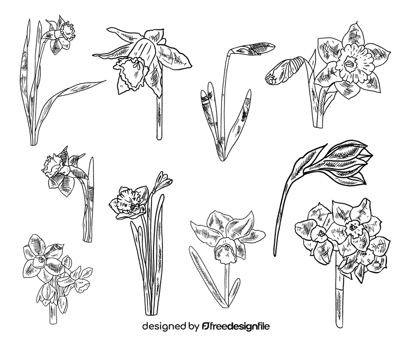 Daffodil black and white vector