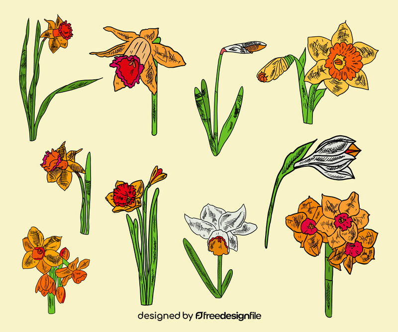 Daffodil vector