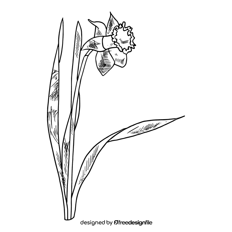 Daffodil black and white clipart