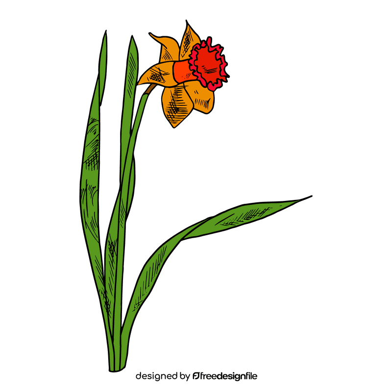 Daffodil clipart