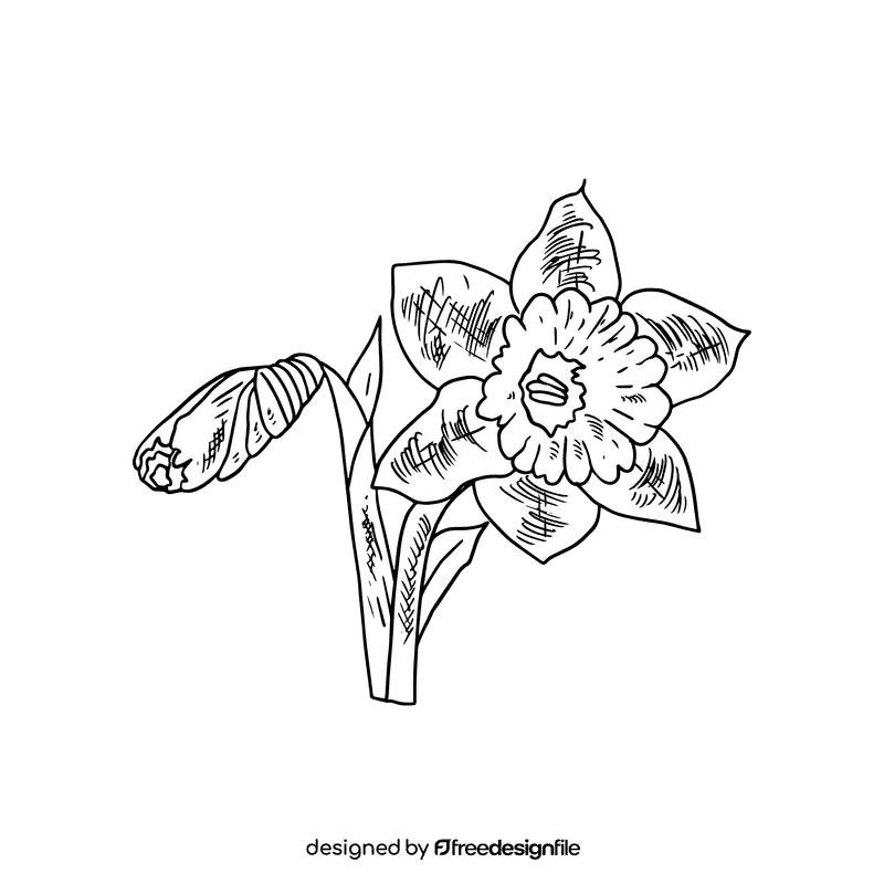 Daffodil black and white clipart