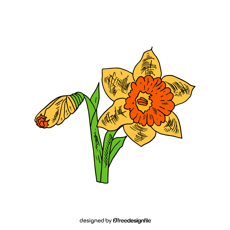 Daffodil clipart