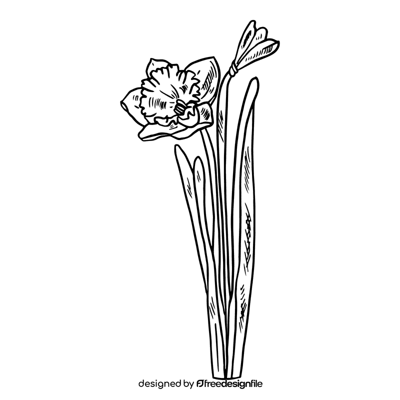 Daffodil black and white clipart