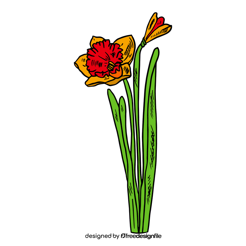 Daffodil clipart