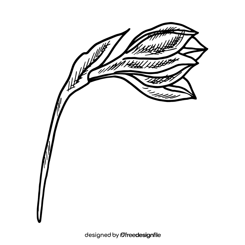 Daffodil black and white clipart