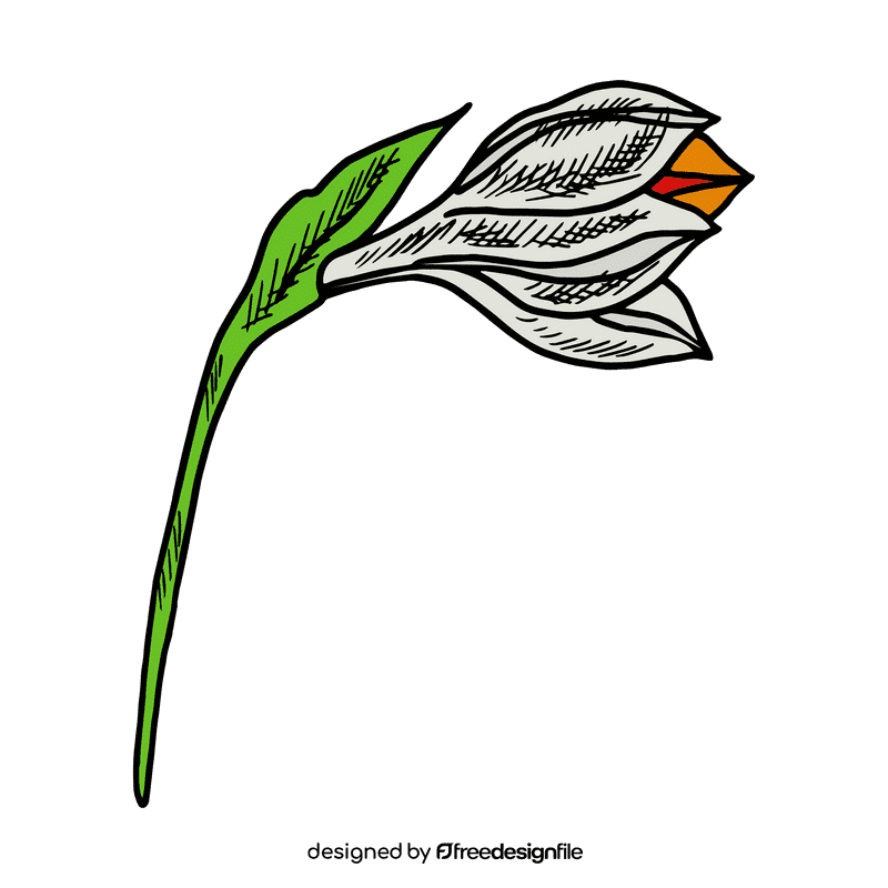 Daffodil clipart