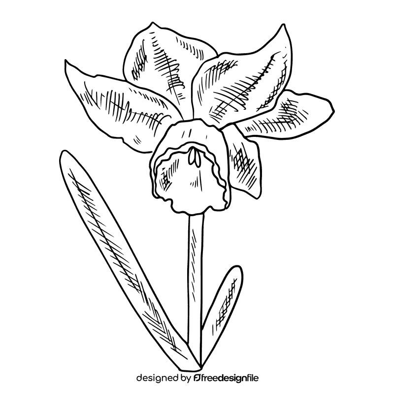 Daffodil black and white clipart